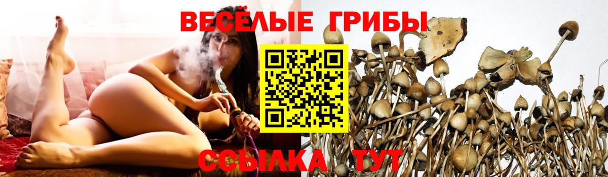 Бийск  Псилоцибиновые грибы Psilocybine cubensis  Галлюциногенные грибы прущие грибы  Вход с VPN 